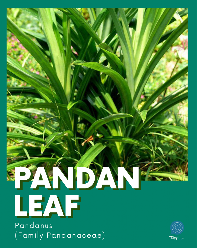 Pandan Queen and the benefits of Pandan GoDyaryo