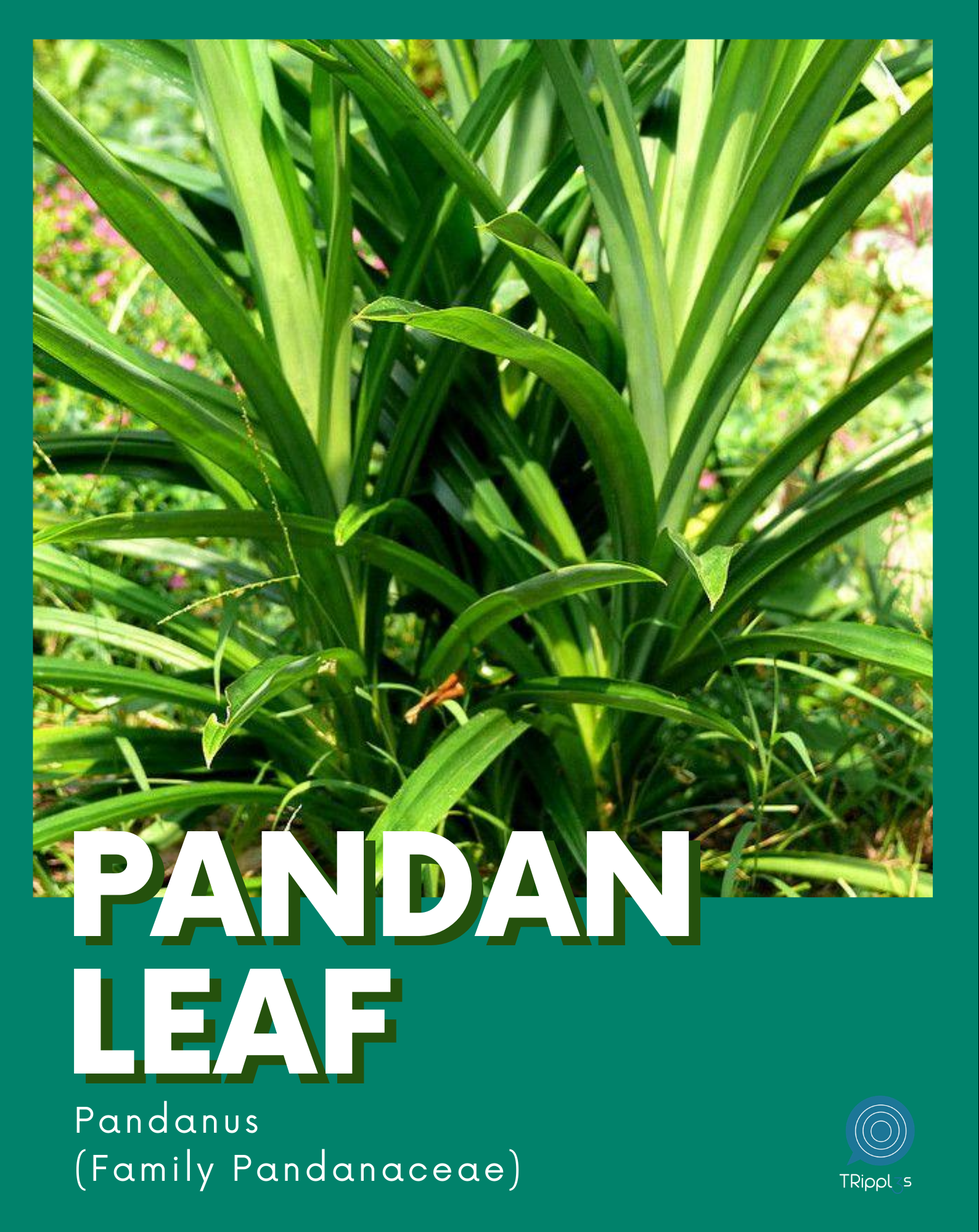Splints Pandan Pandan Queen and the benefits of Pandan - GoDyaryo
